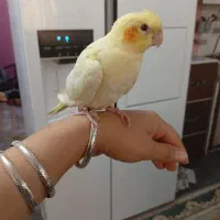 عروس هلندی ماده