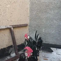 مرغ وخروس گلین خال سوزنی