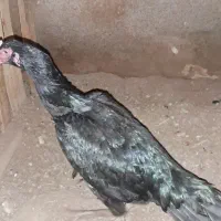 مرغ لاری سیاه|حیوانات مزرعه|ملکان, |دیوار