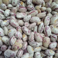 لوبیا چیتی تمیز فریدن|خوردنی و آشامیدنی|بوئین و میاندشت, |دیوار