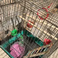 قفس و کیف پرنده|لوازم جانبی حیوانات|تهران, افسریه شمالی|دیوار