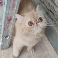 جفت گربه مولد|گربه|کرمانشاه, |دیوار