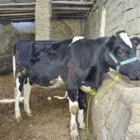 تلیسه پای پروار