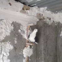 پشت سیاه تر