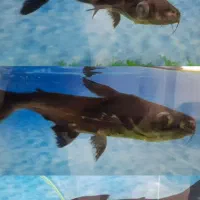 ماهی|ماهی|شیروان (خراسان), |دیوار