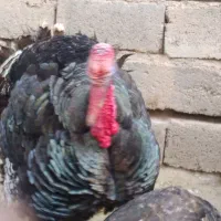 بوقلمون نروماده برنزامریکایی درجه 1