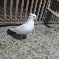 دمسیاه ماده اشعل کوهی دورک