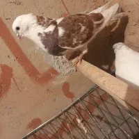 کبوتر|پرنده|سجاس رود, |دیوار