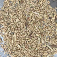 نیم دانه شسته درجه یک|لوازم جانبی حیوانات|گنبد کاووس, |دیوار