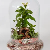 تولید و پخش انواع تراریوم تک و عمده با تنوع بالا|گل و گیاه طبیعی|تهران, آهنگ|دیوار