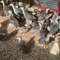 حیوانات مزرعه بوقلمون