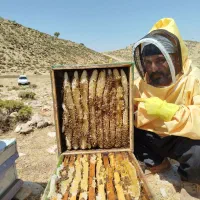 عسل صد در صد طبیعی به شرط آزمایشگاه