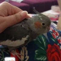 عروس هلندی گمشده محدوده مهر۳۲ و فلکه دوم مسکن مهر