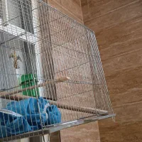 قفس پرنده