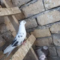کفتر کلهدار|پرنده|ساوه, |دیوار