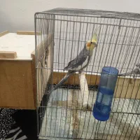 یک جفت طوطی عروس آماده