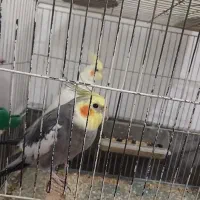 عروس هلندی نروماده