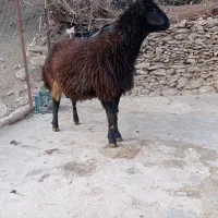 شیشک نر|حیوانات مزرعه|مریوان, |دیوار