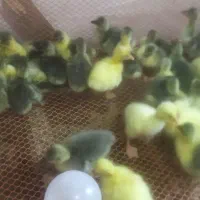 جوجه غاز محلی و لینداو غوقاز 3روزه