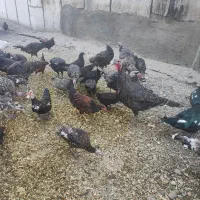 بوقلمون کاملا سالم