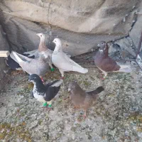 کفتر نر و ماده هوایی تنگ