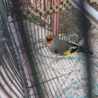 سهره نر خاکی قناری|پرنده|یزد, |دیوار