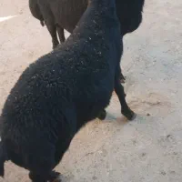 بره نر فروشی|حیوانات مزرعه|شاهین دژ, |دیوار