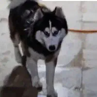 سگ پیدا شده