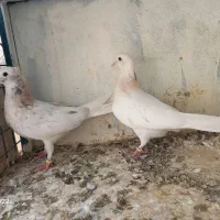 کفتر پرشی|پرنده|کرج, ساسانی (قلمستان)|دیوار