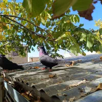 کبوتر صرب|پرنده|سمیرم, |دیوار