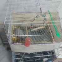 جفت عروس هلندی اهویی مفت|پرنده|تربتحیدریه, کاشانی|دیوار