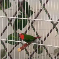 فنچ طوطیوار نر معاوضه با ماده