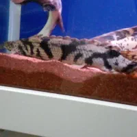 ماهی پولی اندیچری و تایگر