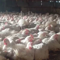 کود مرغی مستقیم از سالن