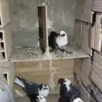 7عدد کبوتر نقش قیمت 4900|پرنده|سیرجان, |دیوار