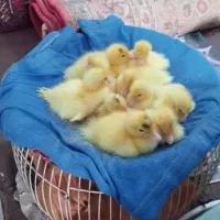 ۹ تا اردک اسرائیلی