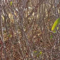 رقم های مختلف نهال مقاوم به سرما درنهالستان|خدمات باغبانی و درختکاری|بروجرد, |دیوار