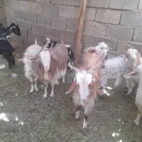 گوسفند داشتی