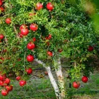 پیشفروش نهالانار خزر بردکسن لیبل دار