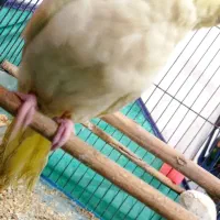 عروس هلندی|پرنده|باوی, |دیوار