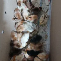 جوجه مرغ محلی