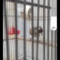 سهره ماده ی وجبی سه ساله  کارداده رو به مستی