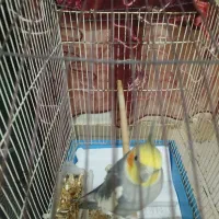 عروس هلندی|پرنده|میناب, |دیوار