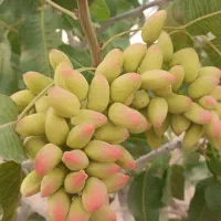 هرس انگور داربستی .پسته .باغ و باغچه|خدمات باغبانی و درختکاری|سبزوار, پاسداران|دیوار