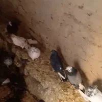 کبوتر پرشی|پرنده|رودشت (اصفهان), |دیوار