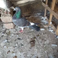 یک قره ماده هوایی پرشی