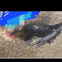 خروس جوان
