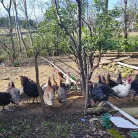 فروش بوقلمون|حیوانات مزرعه|کلاچای, |دیوار