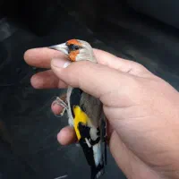 سقا.سهره کرمونی منطقه بافت