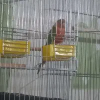 گرینچیک رد فول